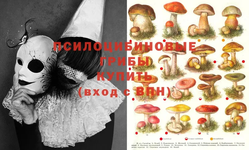 Псилоцибиновые грибы Psilocybe  закладка  Алдан 